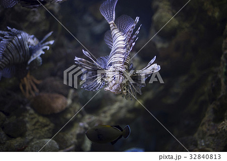 Lionfish. Selective focus. Lionfish. Selective focus. 32840813
