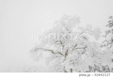 Tree covered with snow on winter storm day in forest mountains . Tree covered with snow on winter storm day in forest mountains . 32842117