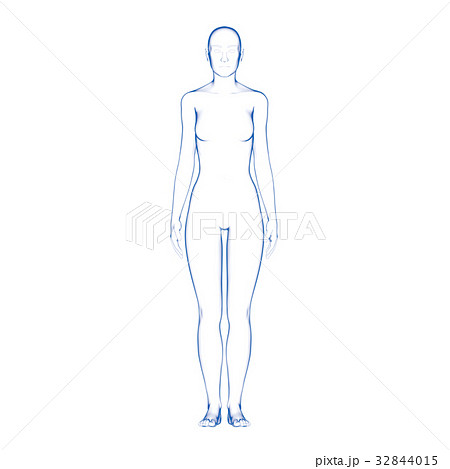 女性の体型モデルのイラスト素材