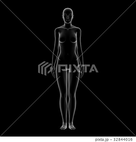 女性の体型モデル 女性の体型モデル 32844016