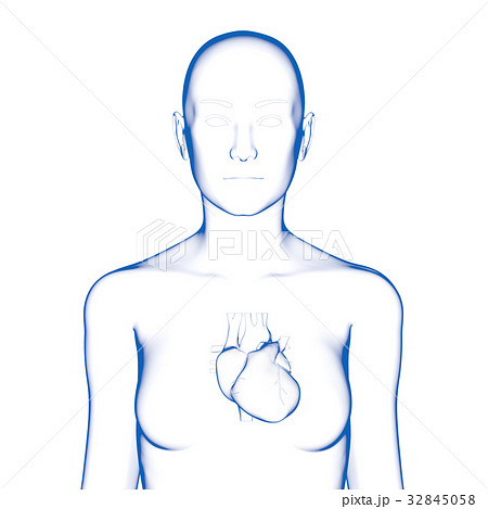 女性の心臓のイラスト素材
