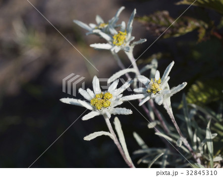 ホソバヒナウスユキソウ(細葉雛薄雪草) ホソバヒナウスユキソウ(細葉雛薄雪草) 32845310