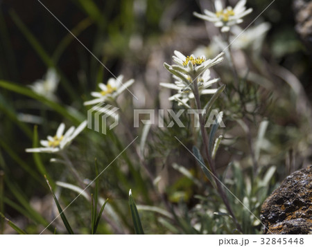 ホソバヒナウスユキソウ(細葉雛薄雪草) ホソバヒナウスユキソウ(細葉雛薄雪草) 32845448