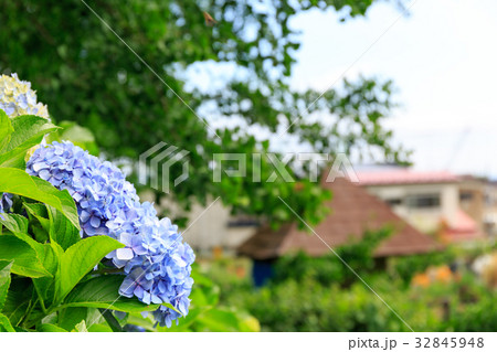 紫陽花とイチョウ 紫陽花とイチョウ 32845948