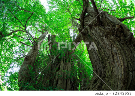 北金ヶ沢の大イチョウ 32845955