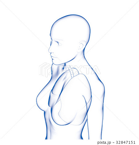 肺, 女性 肺, 女性 32847151
