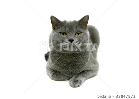 Cat with yellow eyes isolated on white background Cat with yellow eyes isolated on white background 32847973