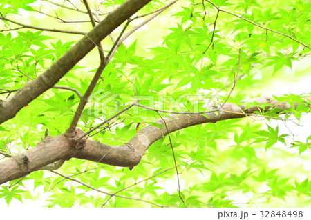 紅葉の葉を見上げて 32848498