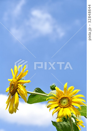 ヒマワリ(向日葵) ヒマワリ(向日葵) 32848644