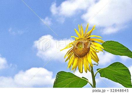 ヒマワリ（向日葵） 32848645