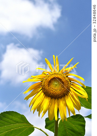 ヒマワリ(向日葵) ヒマワリ(向日葵) 32848646