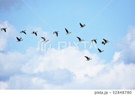 青空と白い雲とマガン 32848780