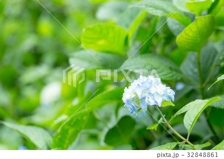 紫陽花 32848861