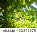 若緑 32849876