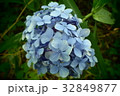 紫陽花 32849877