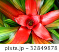 vivid 32849878