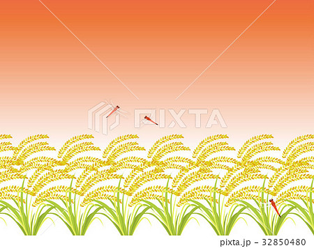 稲穂畑 32850480