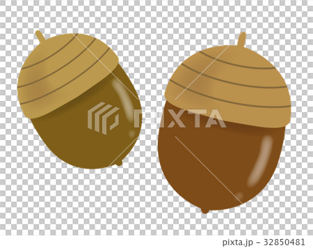 ドングリ 32850481