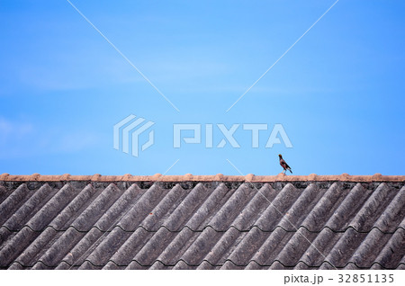 mynah bird perching on roof 32851135
