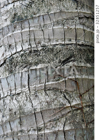 coconut palm tree bark texture coconut palm tree bark texture 32851257