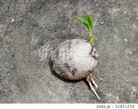 Sprout of coconut tree Sprout of coconut tree 32851258