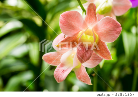 Closeup light pink orchid flowers 32851357