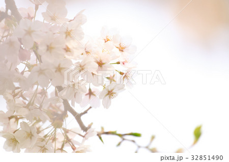 船岡城址の桜 32851490