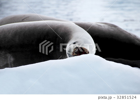Seal with open mouth on ice floe, Antarctic 32851524