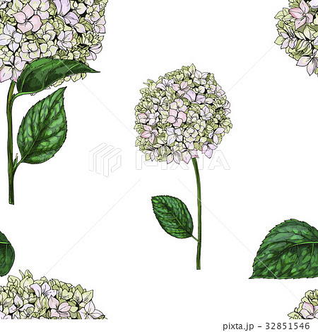 Seamless pattern with flowers of phlox isolated Seamless pattern with flowers of phlox isolated 32851546