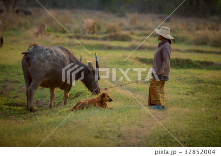 Thai farmers are raising buffalo in the field. 32852004