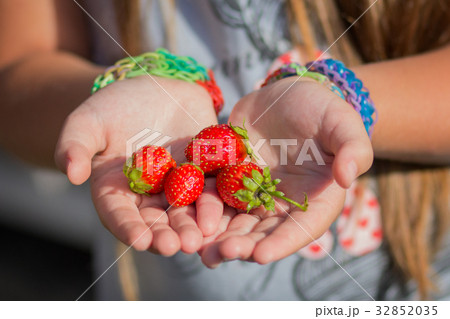 Ripe strawberries in the hands of a girl 32852035
