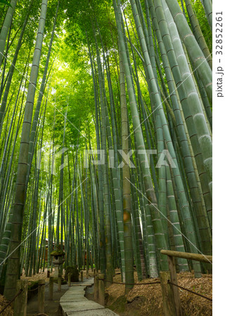 報国寺 竹林 神奈川県鎌倉市 2017年7月現在 32852261