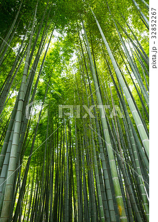 報国寺 竹林 神奈川県鎌倉市 2017年7月現在 報国寺 竹林 神奈川県鎌倉市 2017年7月現在 32852267