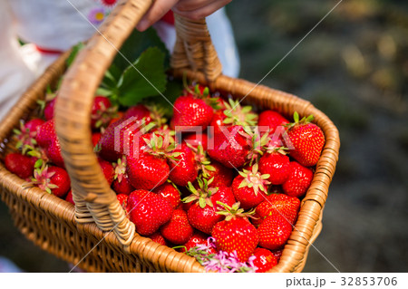 Closeup of woman's hands holding basket with 32853706