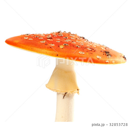 Fly agaric (amanita muscaria) isolated on white 32853728