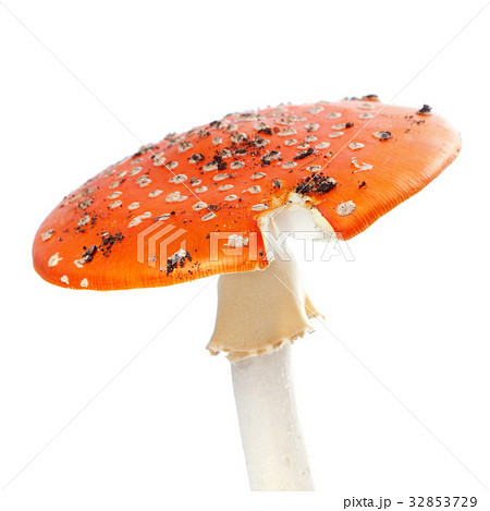 Red fly agaric mushroom isolated on white  32853729