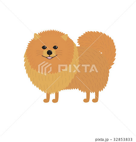 Pomeranian spitz. Cute red baby dog. 32853833