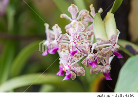 バンダ（Ｖａｎｄａ） 32854260