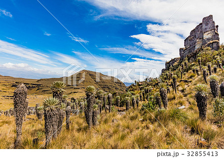 Paramo de Oceta Espeletia Frailejones Mongui 32855413