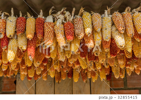 Cereals Corns harvest Caldas Colombia 32855415