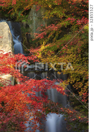 三原 三景園の紅葉の写真素材