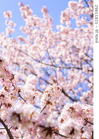 桜(ハイキー) 桜(ハイキー) 32855962