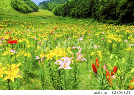 ゲレンデの花畑 32856321