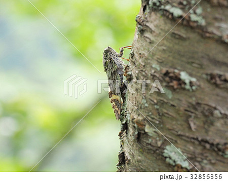 ニイニイゼミ ニイニイゼミ 32856356