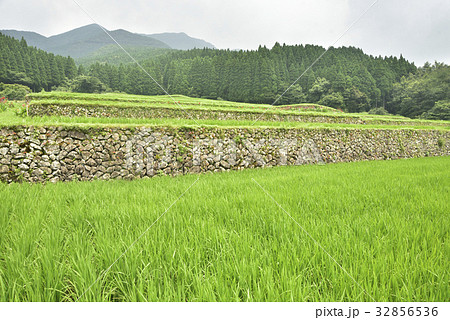 坂元棚田 32856536