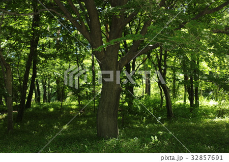 東御苑・雑木林 32857691