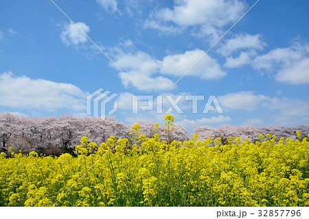 幸手権現堂桜堤の菜の花畑と桜並木 幸手権現堂桜堤の菜の花畑と桜並木 32857796