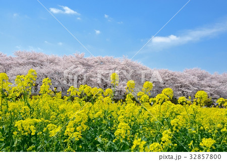 幸手権現堂桜堤の菜の花畑と桜並木 幸手権現堂桜堤の菜の花畑と桜並木 32857800