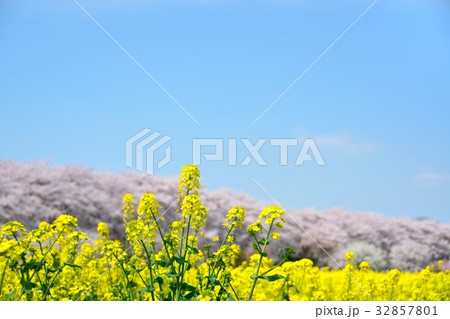 幸手権現堂桜堤の菜の花畑と桜並木 32857801