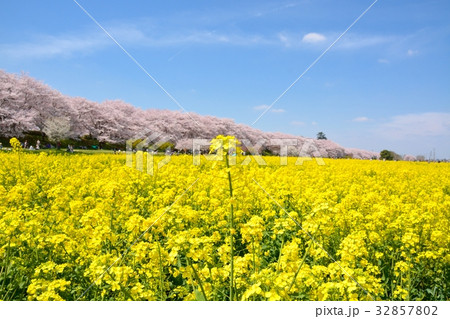 幸手権現堂桜堤の菜の花畑と桜並木 幸手権現堂桜堤の菜の花畑と桜並木 32857802